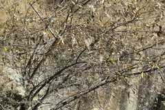 Salix disperma
